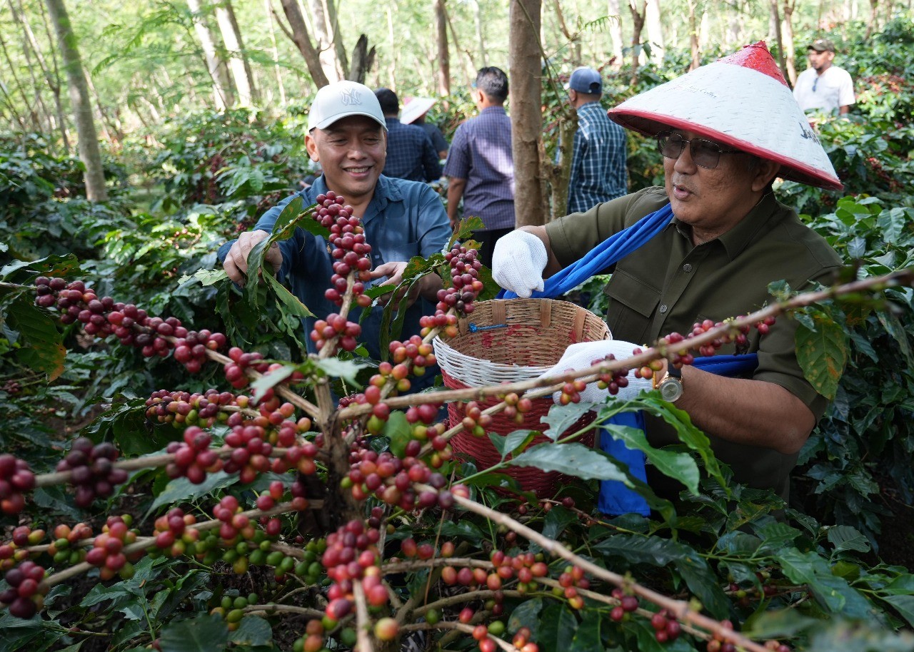 Kopi Arabika PTPN Menyapa Dunia: Replanting Dorong Keberlanjutan dan Daya Saing