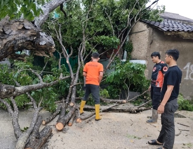 TRC BPBD Gerak Cepat Evakuasi Pohon Tumbang di Sejumlah Ruas Jalan Bandar Lampung