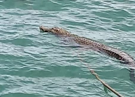 Viral, Beredar Video Buaya Muncul di Pantai Duta Lampung