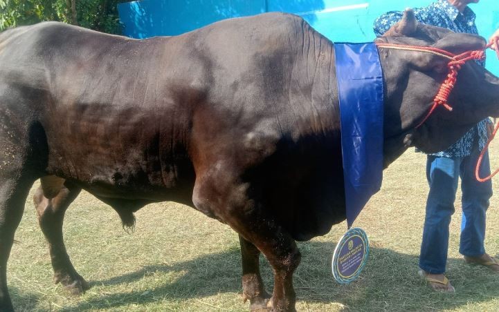 Walikota Eva Dwiana Salurkan 93 Hewan Qurban